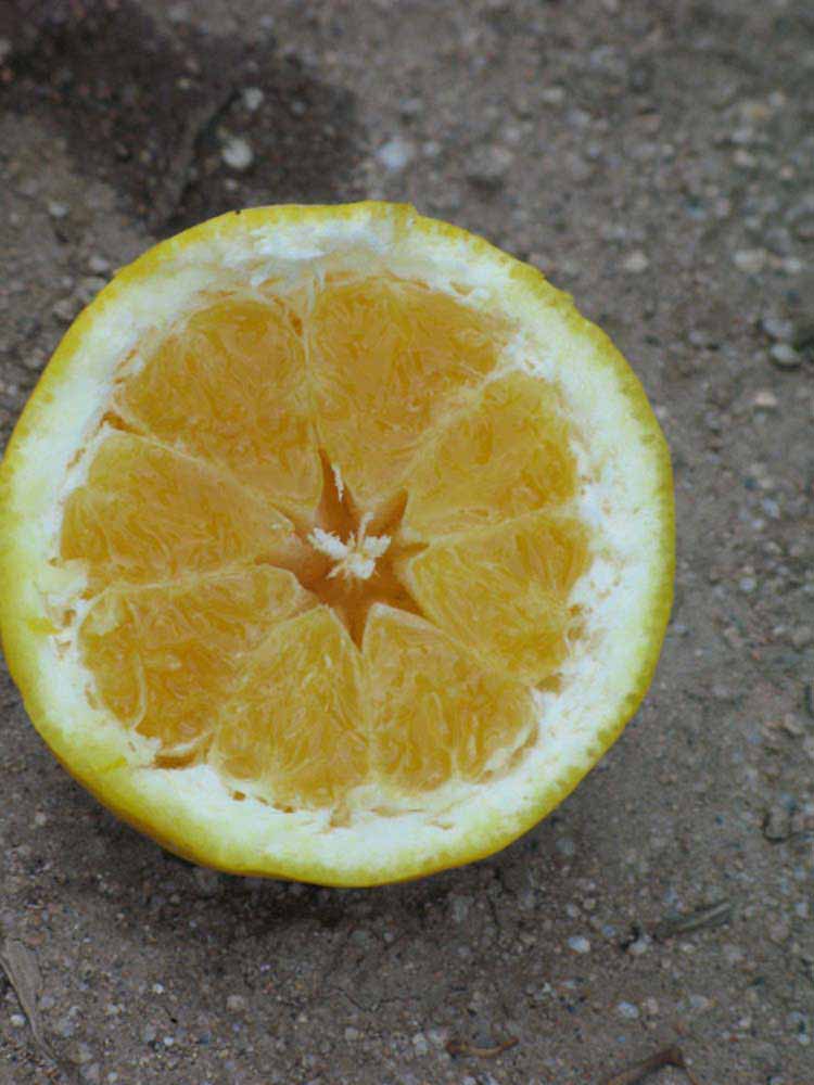              Fruit cross-section of  Citrus paradisi    x  Citrus   sinensis              (Chironja, Riverside, CA)       